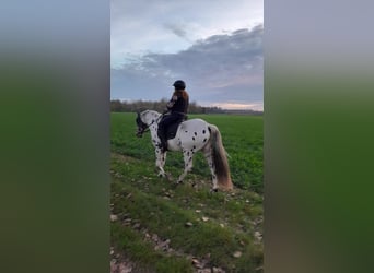 Appaloosa, Caballo castrado, 5 años, 156 cm, Atigrado/Moteado