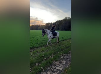 Appaloosa, Caballo castrado, 5 años, 156 cm, Atigrado/Moteado