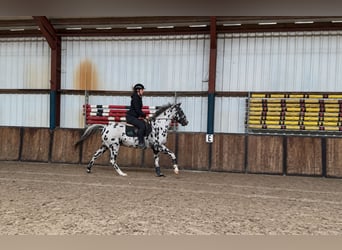 Appaloosa, Caballo castrado, 5 años, 157 cm, Atigrado/Moteado