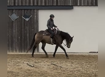 Appaloosa, Caballo castrado, 5 años, 157 cm, Buckskin/Bayo