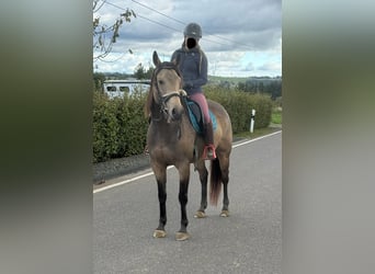 Appaloosa, Caballo castrado, 5 años, 157 cm, Buckskin/Bayo