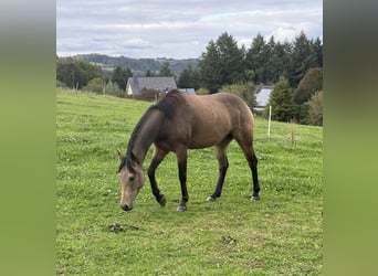 Appaloosa, Caballo castrado, 5 años, 157 cm, Buckskin/Bayo