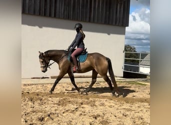 Appaloosa, Caballo castrado, 5 años, 157 cm, Buckskin/Bayo