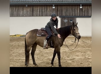 Appaloosa, Caballo castrado, 5 años, 157 cm, Buckskin/Bayo