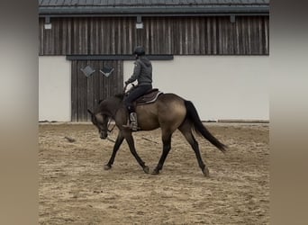 Appaloosa, Caballo castrado, 5 años, 157 cm, Buckskin/Bayo