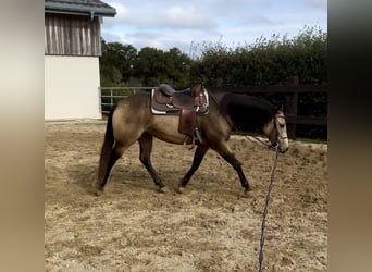 Appaloosa, Caballo castrado, 5 años, 157 cm, Buckskin/Bayo