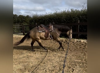 Appaloosa, Caballo castrado, 5 años, 157 cm, Buckskin/Bayo