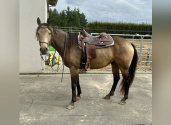 Appaloosa, Caballo castrado, 5 años, 157 cm, Buckskin/Bayo