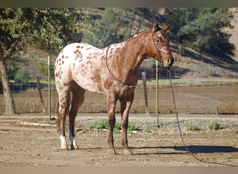 Appaloosa, Caballo castrado, 5 años, 157 cm, Buckskin/Bayo