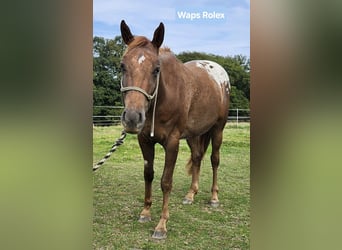 Appaloosa, Caballo castrado, 5 años, 160 cm, Alazán-tostado