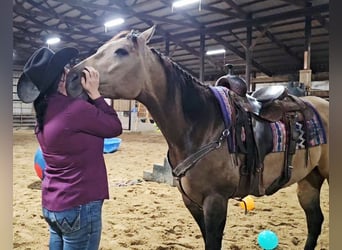Appaloosa, Caballo castrado, 5 años, 160 cm, Buckskin/Bayo