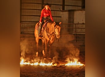 Appaloosa, Caballo castrado, 5 años, 160 cm, Buckskin/Bayo