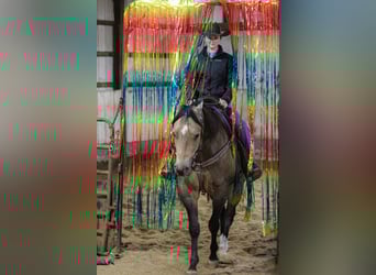 Appaloosa, Caballo castrado, 5 años, 160 cm, Buckskin/Bayo