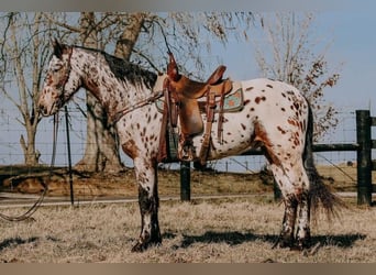 Appaloosa, Caballo castrado, 5 años, 160 cm, Castaño rojizo