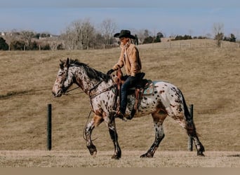 Appaloosa, Caballo castrado, 5 años, 160 cm, Castaño rojizo