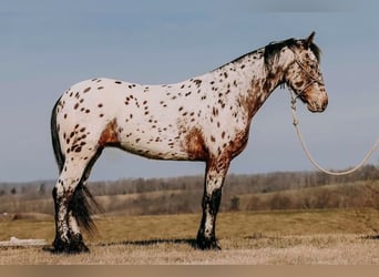 Appaloosa, Caballo castrado, 5 años, 160 cm, Castaño rojizo