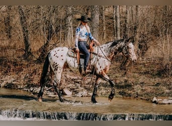 Appaloosa, Caballo castrado, 5 años, 160 cm, Castaño rojizo