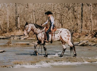 Appaloosa, Caballo castrado, 5 años, 160 cm, Castaño rojizo