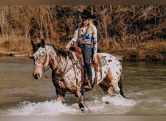 Appaloosa, Caballo castrado, 5 años, 160 cm, Castaño rojizo