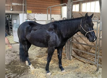 Appaloosa, Caballo castrado, 5 años, 160 cm, Negro