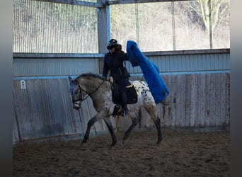 Appaloosa Mestizo, Caballo castrado, 5 años, 162 cm, Atigrado/Moteado