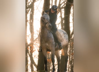 Appaloosa Mestizo, Caballo castrado, 5 años, 162 cm, Atigrado/Moteado