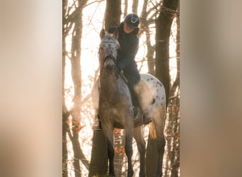 Appaloosa Mestizo, Caballo castrado, 5 años, 162 cm, Atigrado/Moteado