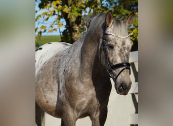 Appaloosa Mestizo, Caballo castrado, 5 años, 162 cm, Atigrado/Moteado