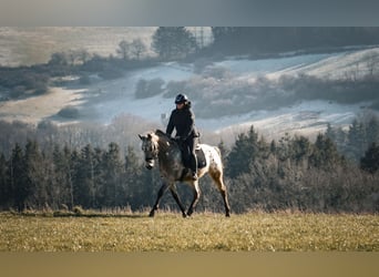 Appaloosa Mestizo, Caballo castrado, 5 años, 162 cm, Atigrado/Moteado