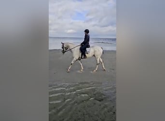 Appaloosa, Caballo castrado, 5 años, 162 cm, Atigrado/Moteado