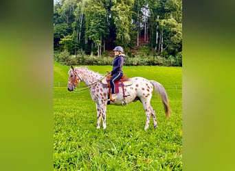 Appaloosa, Caballo castrado, 5 años, 163 cm, Atigrado/Moteado