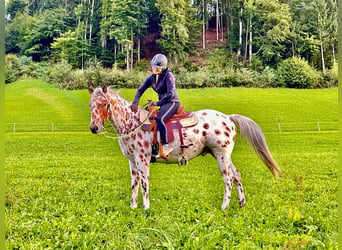 Appaloosa, Caballo castrado, 5 años, 163 cm, Atigrado/Moteado