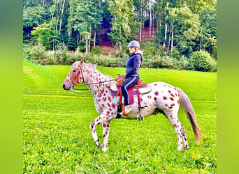 Appaloosa, Caballo castrado, 5 años, 163 cm, Atigrado/Moteado