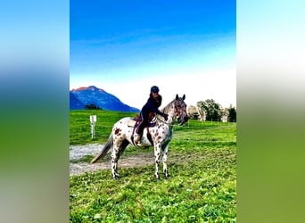 Appaloosa, Caballo castrado, 5 años, 163 cm, Atigrado/Moteado