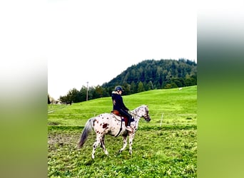 Appaloosa, Caballo castrado, 5 años, 163 cm, Atigrado/Moteado