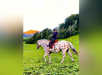 Appaloosa, Caballo castrado, 5 años, 163 cm, Atigrado/Moteado