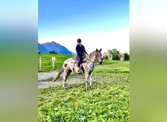 Appaloosa, Caballo castrado, 5 años, 163 cm, Atigrado/Moteado