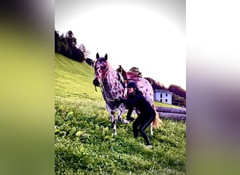 Appaloosa, Caballo castrado, 5 años, 163 cm, Atigrado/Moteado