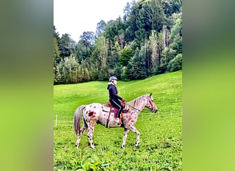 Appaloosa, Caballo castrado, 5 años, 163 cm, Atigrado/Moteado