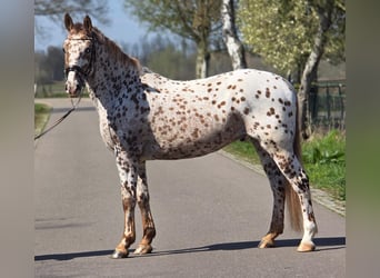 Appaloosa, Caballo castrado, 5 años, 164 cm, Atigrado/Moteado