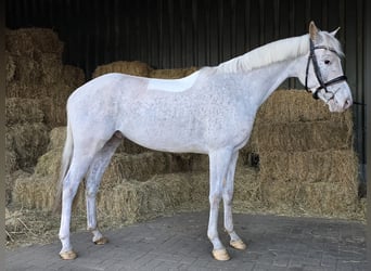 Appaloosa, Caballo castrado, 5 años, Atigrado/Moteado