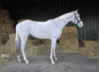 Appaloosa, Caballo castrado, 5 años, Atigrado/Moteado