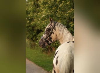 Appaloosa, Caballo castrado, 5 años