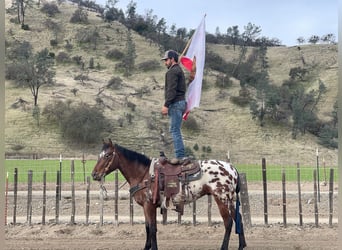 Appaloosa, Caballo castrado, 5 años, Castaño rojizo