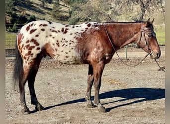 Appaloosa, Caballo castrado, 5 años, Castaño rojizo