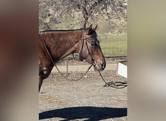 Appaloosa, Caballo castrado, 5 años, Castaño rojizo