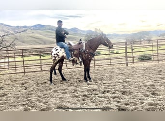 Appaloosa, Caballo castrado, 5 años, Castaño rojizo