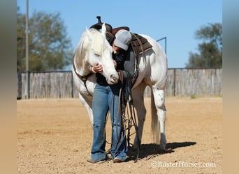 Appaloosa, Caballo castrado, 5 años, White/Blanco
