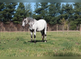 Appaloosa, Caballo castrado, 6 años, 132 cm, Tordo