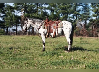 Appaloosa, Caballo castrado, 6 años, 132 cm, Tordo